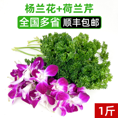 新鲜杨兰花 洋兰花250g 法香荷兰芹250g 酒店摆盘装饰鲜花草点缀