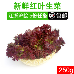 罗莎红250g 新鲜蔬菜沙拉食材紫叶红叶生菜西餐配罗沙红生菜 包邮