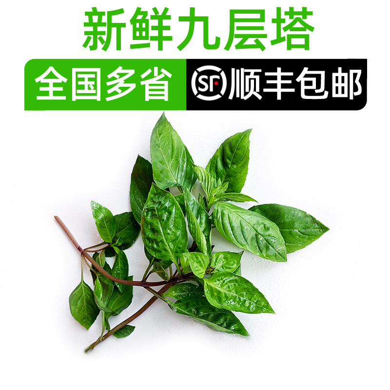 新鲜九层塔 金不换鱼香草 三杯鸡冬阴功厨房香料 顺丰包邮