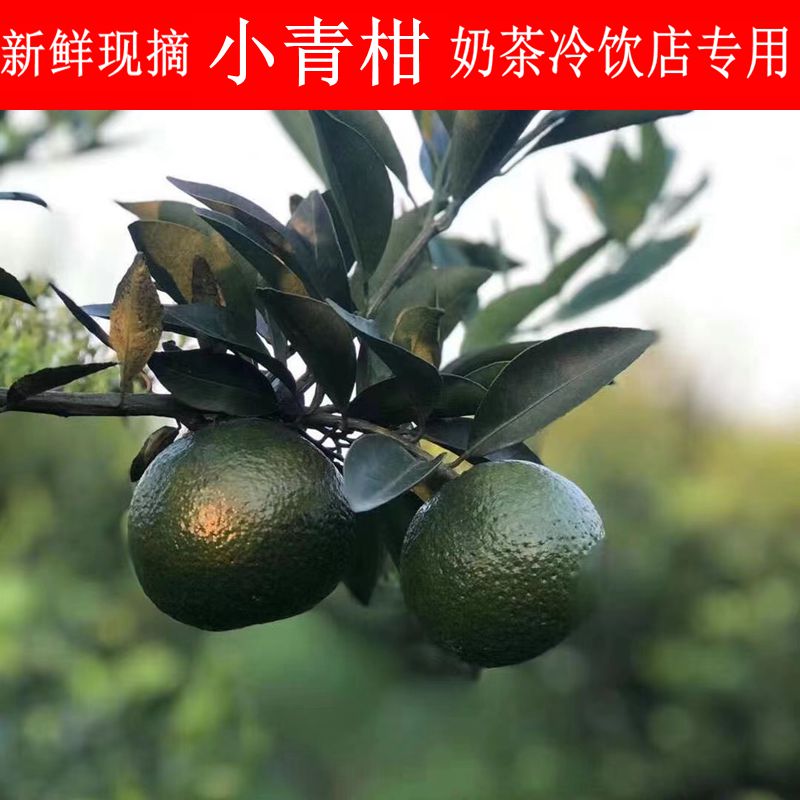 新鲜小青柑现货3斤5斤奶茶专用水果新会小青柑小柠檬酸桔仔青金桔