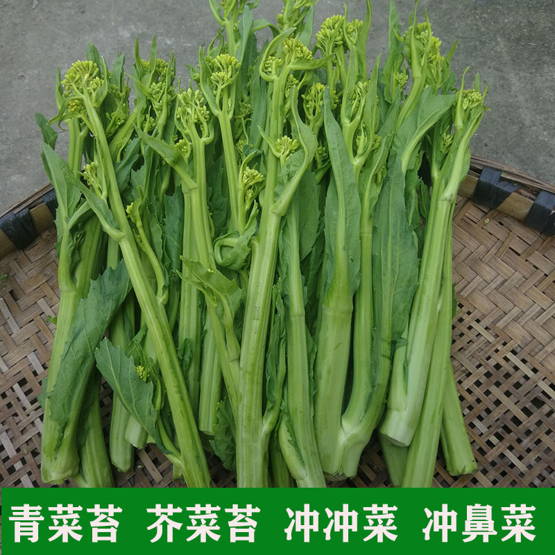 青菜苔新鲜四川蔬菜冲菜冲鼻菜做酸菜原料芥菜苔辣菜3斤5斤包邮