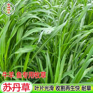 进口苏丹草种子喂鱼草籽专用四季养殖牛羊无毛高产耐旱畜牧草种子