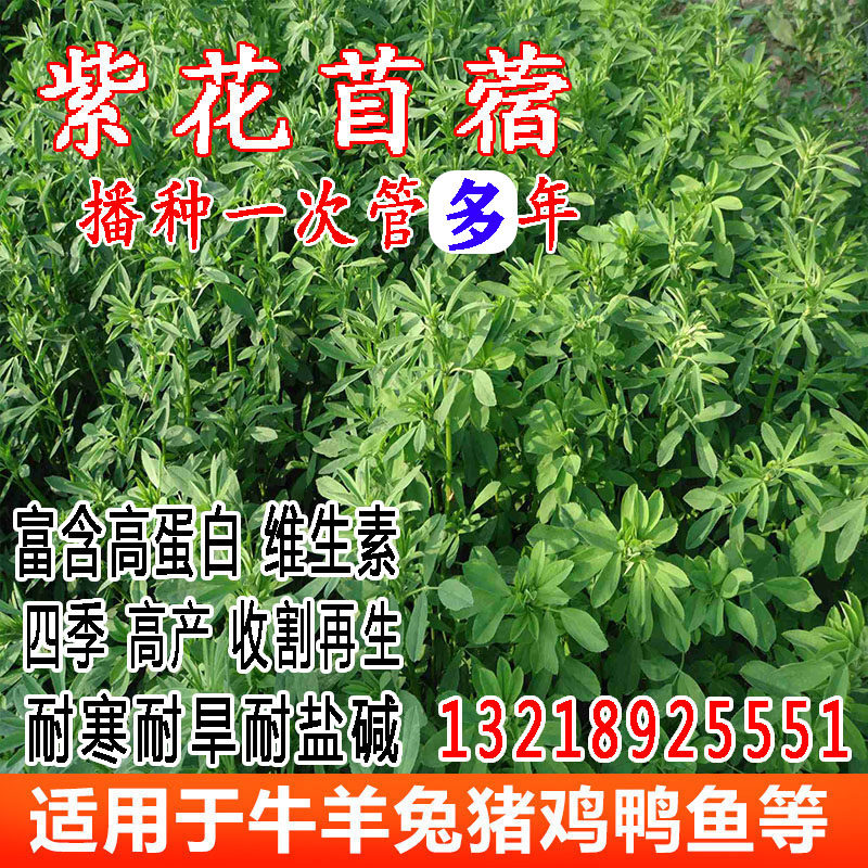 兔草苜蓿草 价格 怎么样 图片
