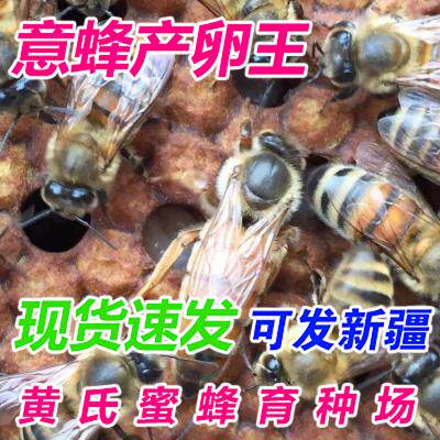 意蜂王 产卵王  高产蜜王 喀意王 生产王 新开产王（黄色、花色）