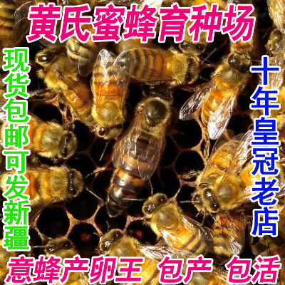 意蜂蜂王 意蜂产卵王 意蜂生产王  新开产王 高产蜜型王 喀意蜂王