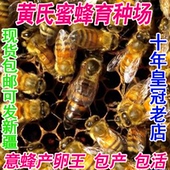 高产蜜型王 意蜂蜂王 新开产王 意蜂生产王 喀意蜂王 意蜂产卵王