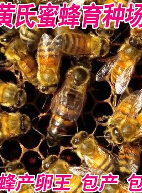 意蜂蜂王 意蜂产卵王 意蜂生产王  新开产王 高产蜜型王 喀意蜂王