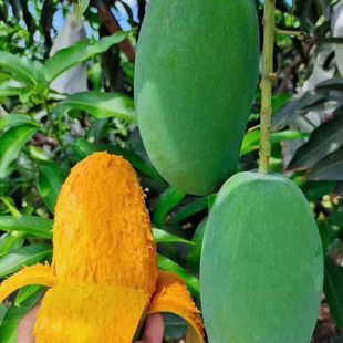 攀枝花椰香芒果鸡蛋果新鲜水果自家种植孕妇当季整箱椰香芒