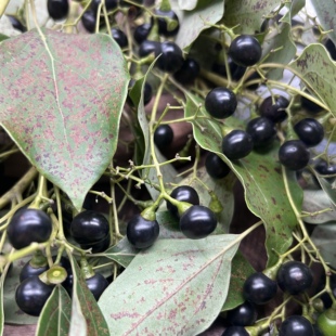 新鲜现摘樟树籽香樟子鱼饵饵料钓清波草鱼饵料秘制现摘樟树籽香樟