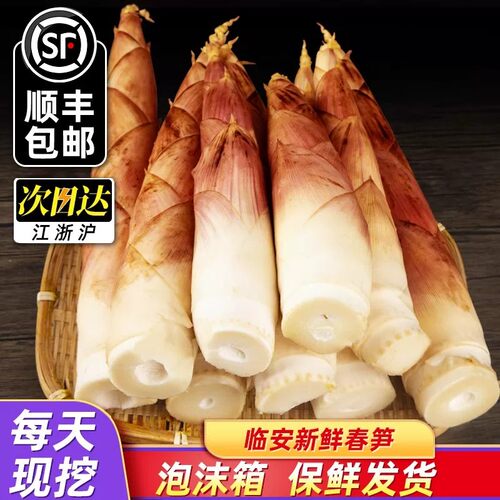 春笋临安笋新鲜现挖雷笋竹笋浙江天目山腌笃鲜早笋鲜笋春雷嫩笋尖