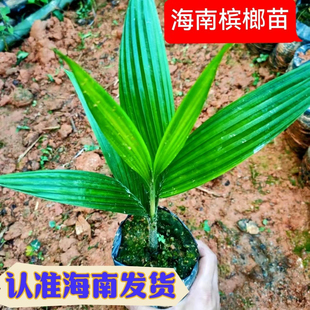 海南琼中槟榔苗小槟榔树乐东槟榔苗直发货产园地大批好苗可来自选