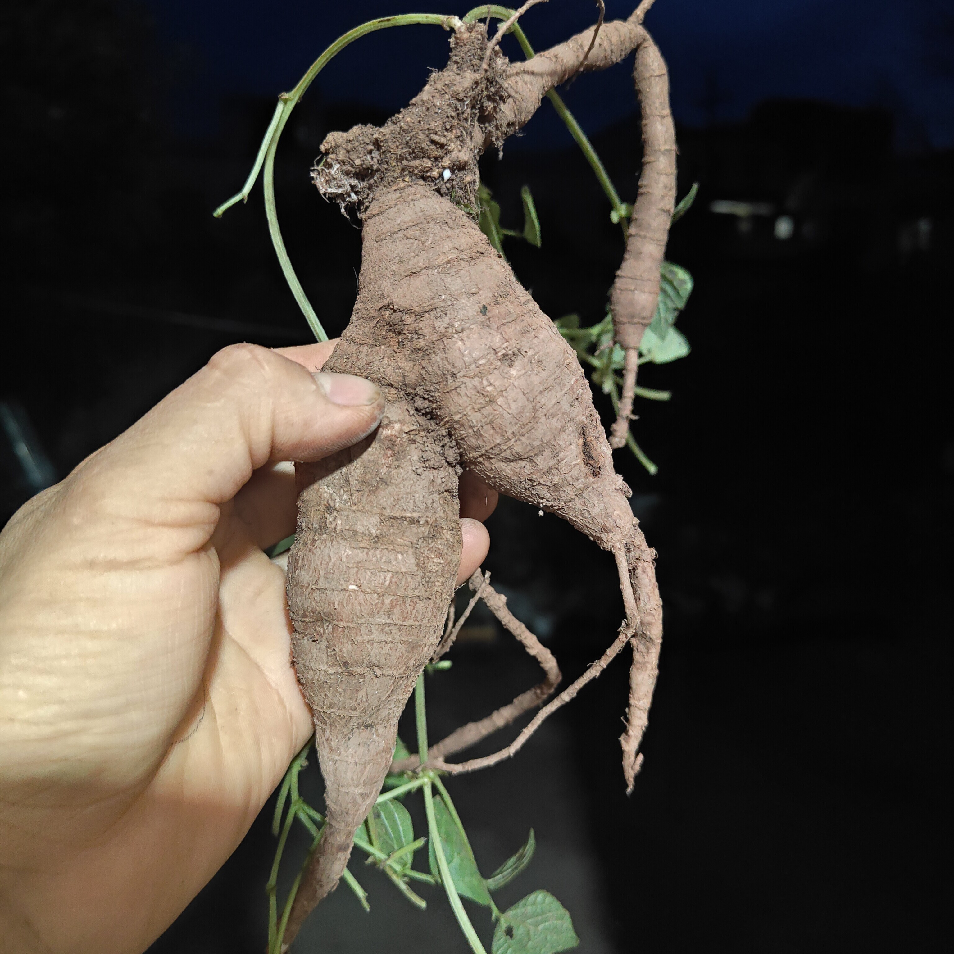 贵州百步还阳草按棵卖包邮