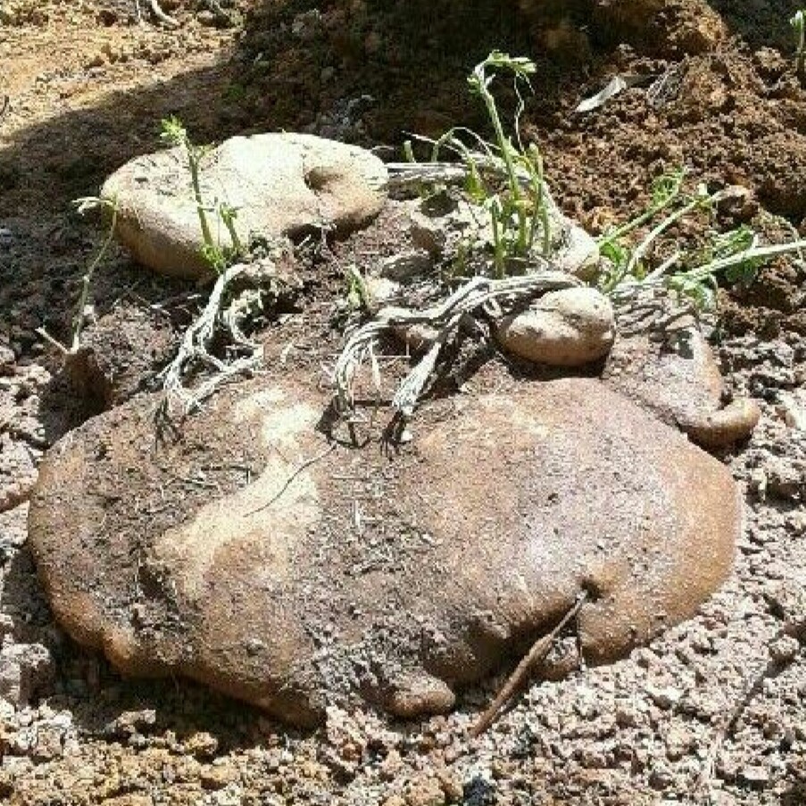 贵州山货苦金盆中药材 新鲜苗药蛇莲 百味莲 雪胆曲莲罗锅底500克