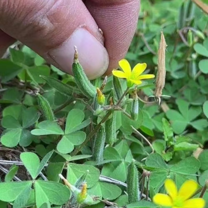 贵州清火本草醡浆草 清热中草药材酸浆草红杆酸咪咪新鲜晒干500克