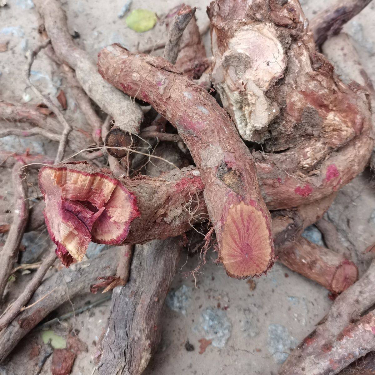 贵州苗岭金樱子根金英子根金樱蔃无刺金樱根 脱骨丹干品500克包邮,传统滋补营养品,其他药食同源食品,淘宝优惠券,粉丝福利购,淘宝优惠卷