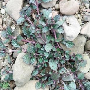 贵州白毛夏枯草晒干 破血 丹石灰菜 散血草 退血草 白头翁501克