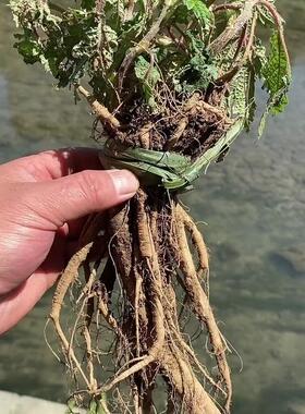 老虎麻红杆荨麻草贵州红霍麻草咬人草绿杆荨麻草草正宗老虎活蔴
