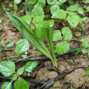 仙茅苗独脚仙茅地棕苗独茅根苗多年生植物苗 新鲜仙茅 独茅根药材