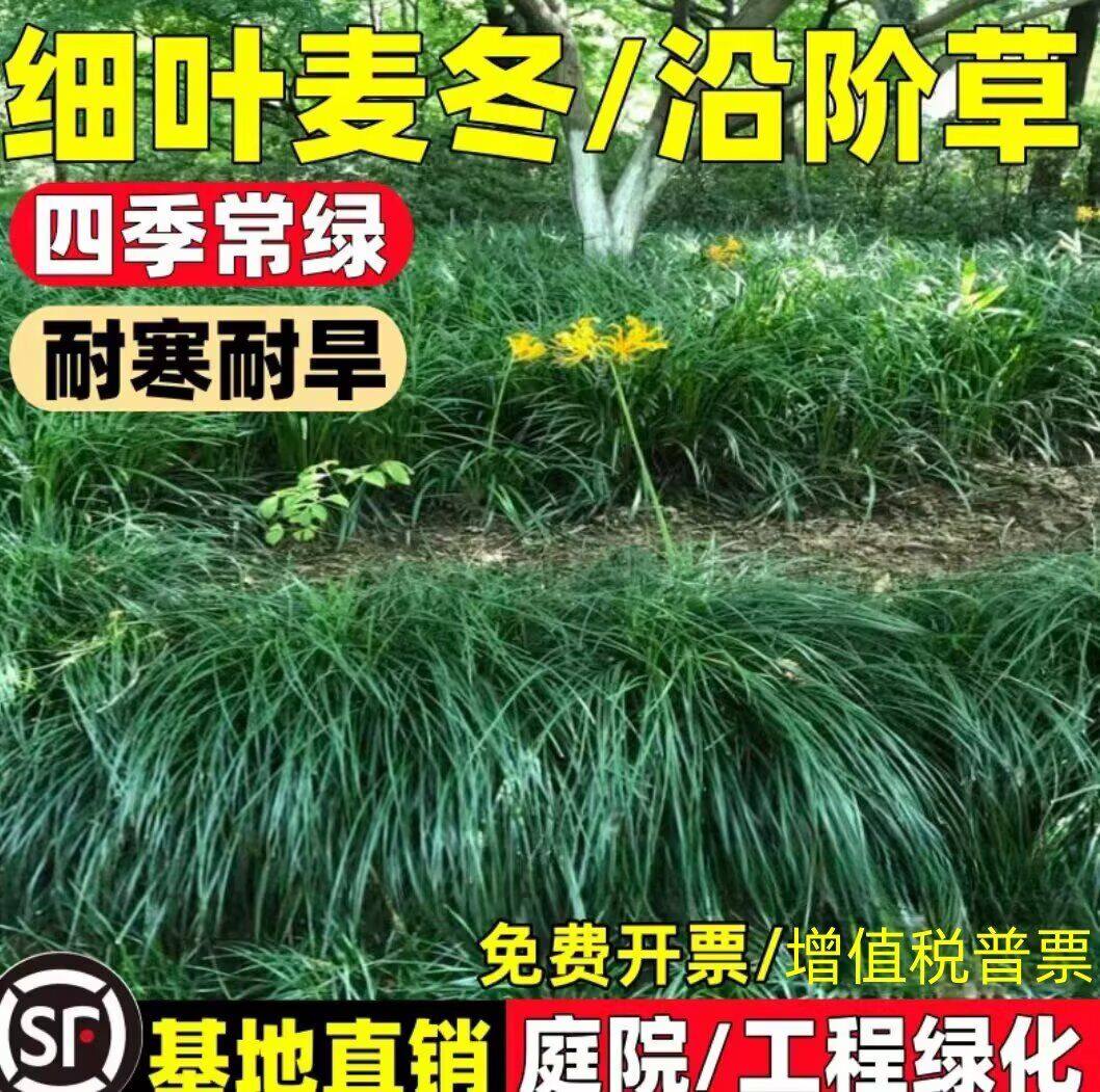 耐寒耐旱沿阶草细长叶麦冬草苗庭院工程绿化观赏草坪植物四季常青