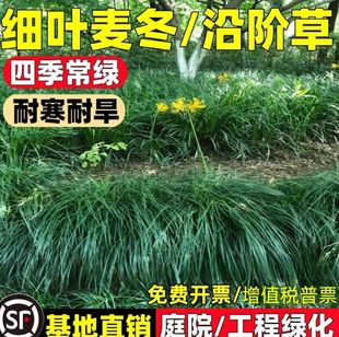 耐寒耐旱沿阶草细长叶麦冬草苗庭院工程绿化观赏草坪植物四季常青