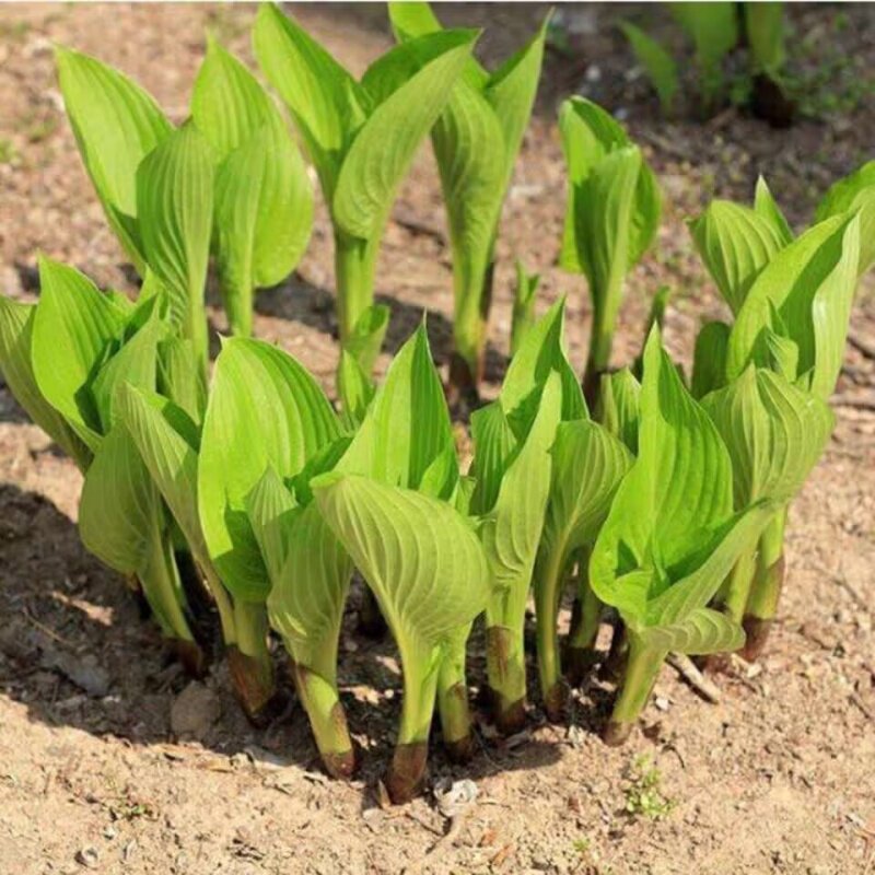 园林绿化苗庭院植物盆栽花卉绿植青叶玉簪花苗玉簪苗白鹤仙地栽苗