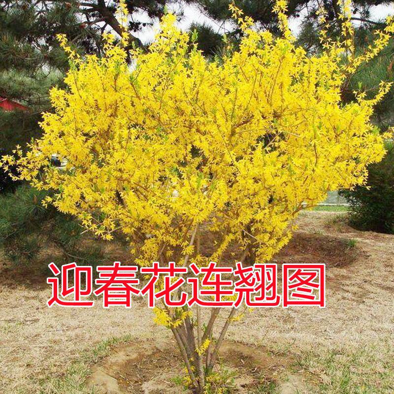 迎春花树苗盆栽庭院盆景造型树苗老桩攀援植物绿化连翘花苗