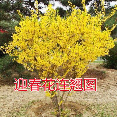 迎春花树苗盆栽庭院盆景造型树苗老桩攀援植物绿化连翘花苗