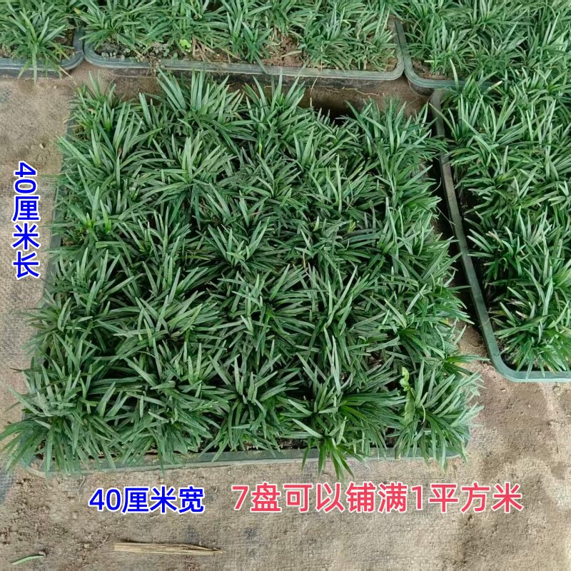矮麦冬草日本玉龙草庭院高档别墅草坪/观赏草