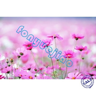 影楼相册制作系统相册制作管理软件图片相册制作系统