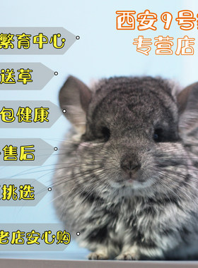 西安9号龙猫活体自家繁育健康视频挑选全国可运银斑粉白米色标灰