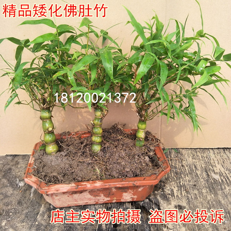 佛肚竹罗汉竹苗佛肚竹盆景花卉米竹苗 佛肚竹苗盆栽植物
