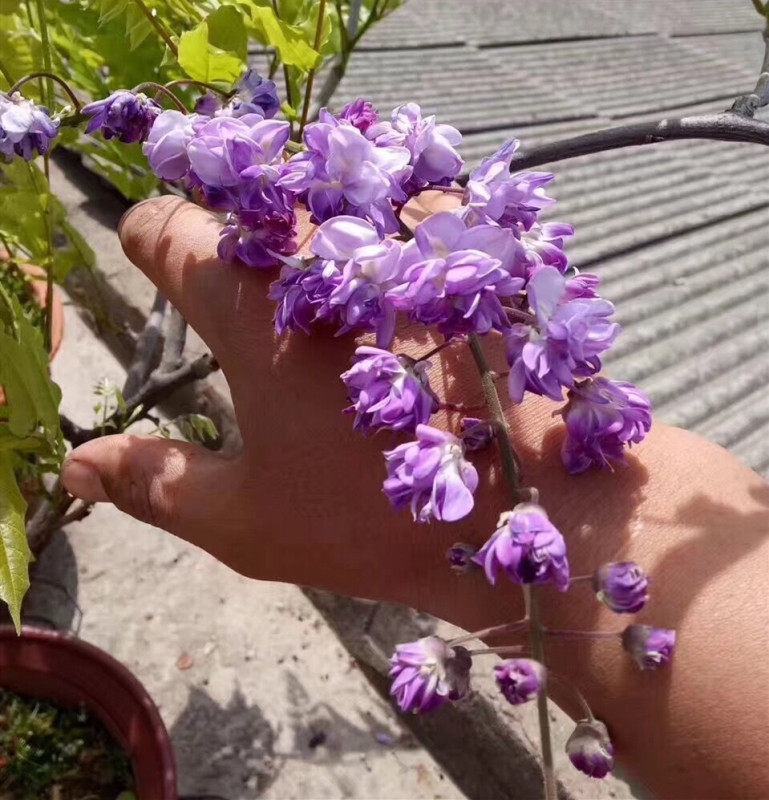 嫁接多花紫藤花树苗藤萝庭院绿植