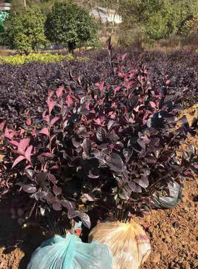 庭院绿植篱笆四季盆景红花继木