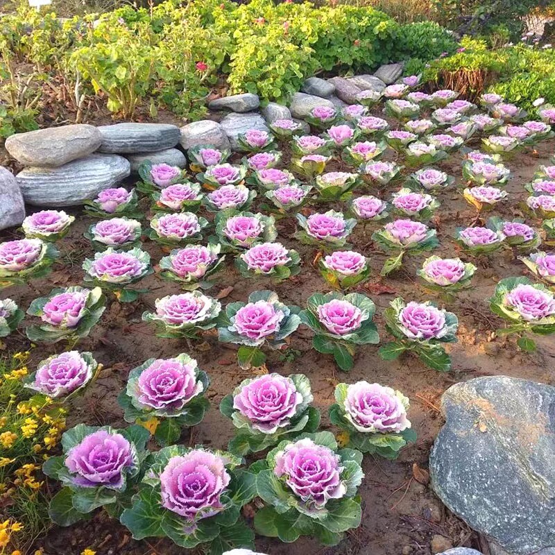 羽衣甘蓝盆栽观叶花苗彩叶草植物桌面绿植