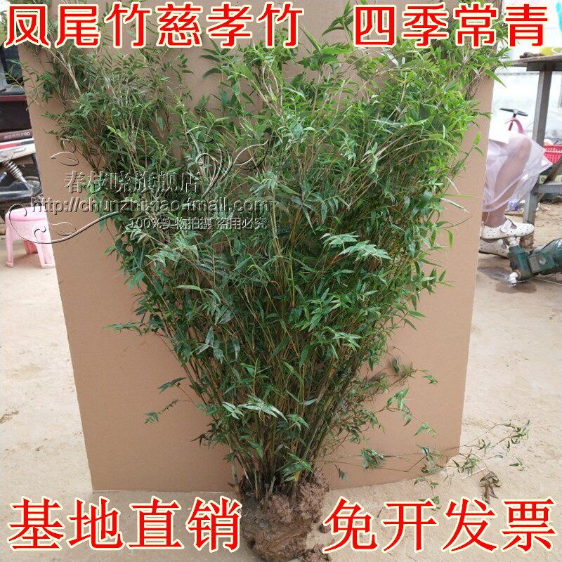 竹子苗慈孝竹苗凤尾竹蓬莱佛肚竹