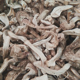 云南发货香菇脚香菌丝500g 粗煮汤油炸烧烤麻辣多省包邮