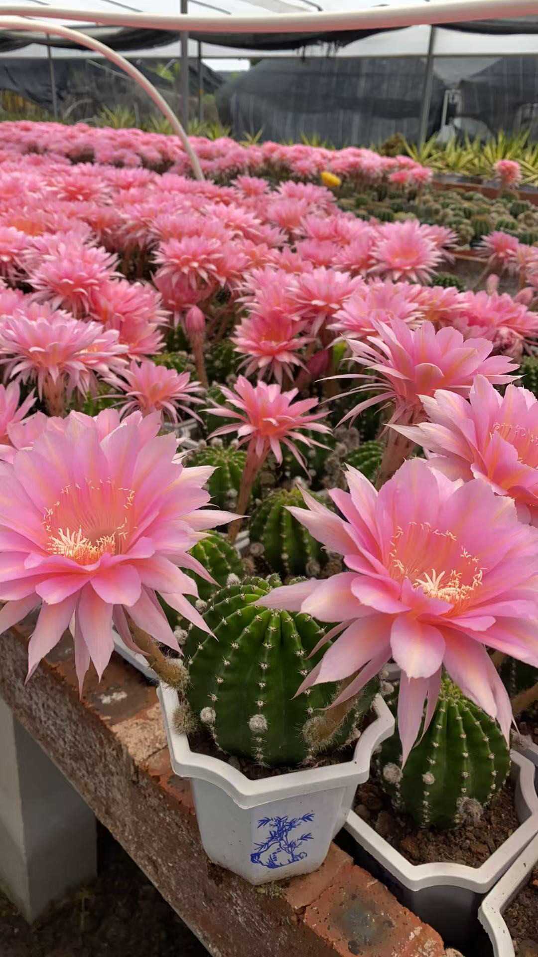 彩草水仙005花色仙人球大花美观室内阳台绿植包邮