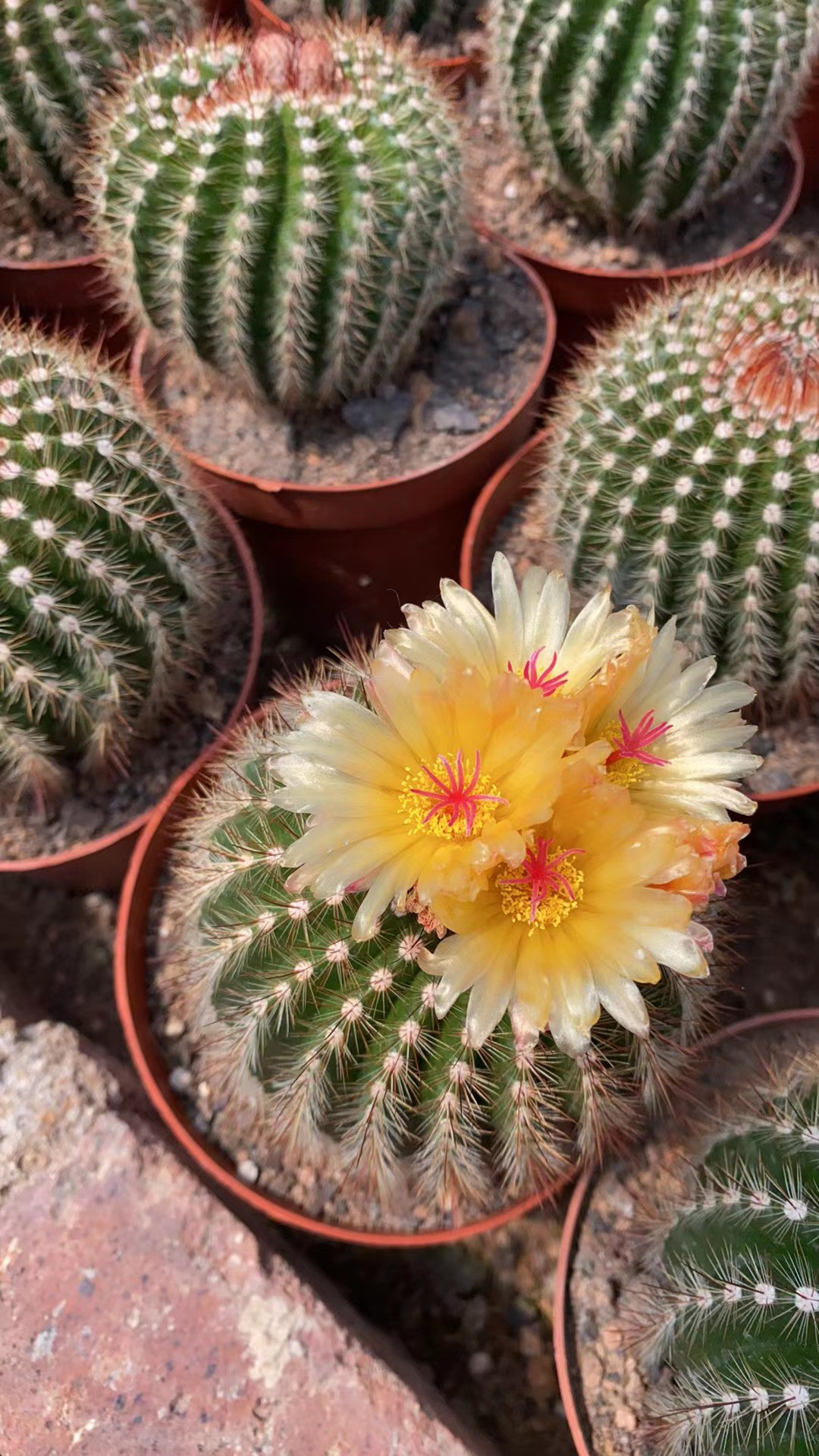 南国玉开花仙人球多肉植物会开花易养开花室内外阳台吸甲醛防辐射