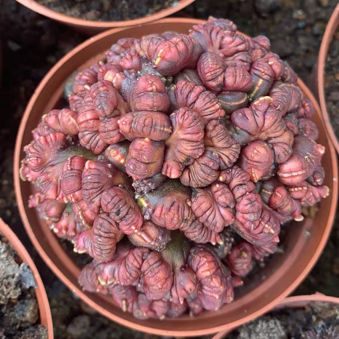 红高砂石化仙人球 一点红缀化稀有奇特仙人掌花卉多肉植物