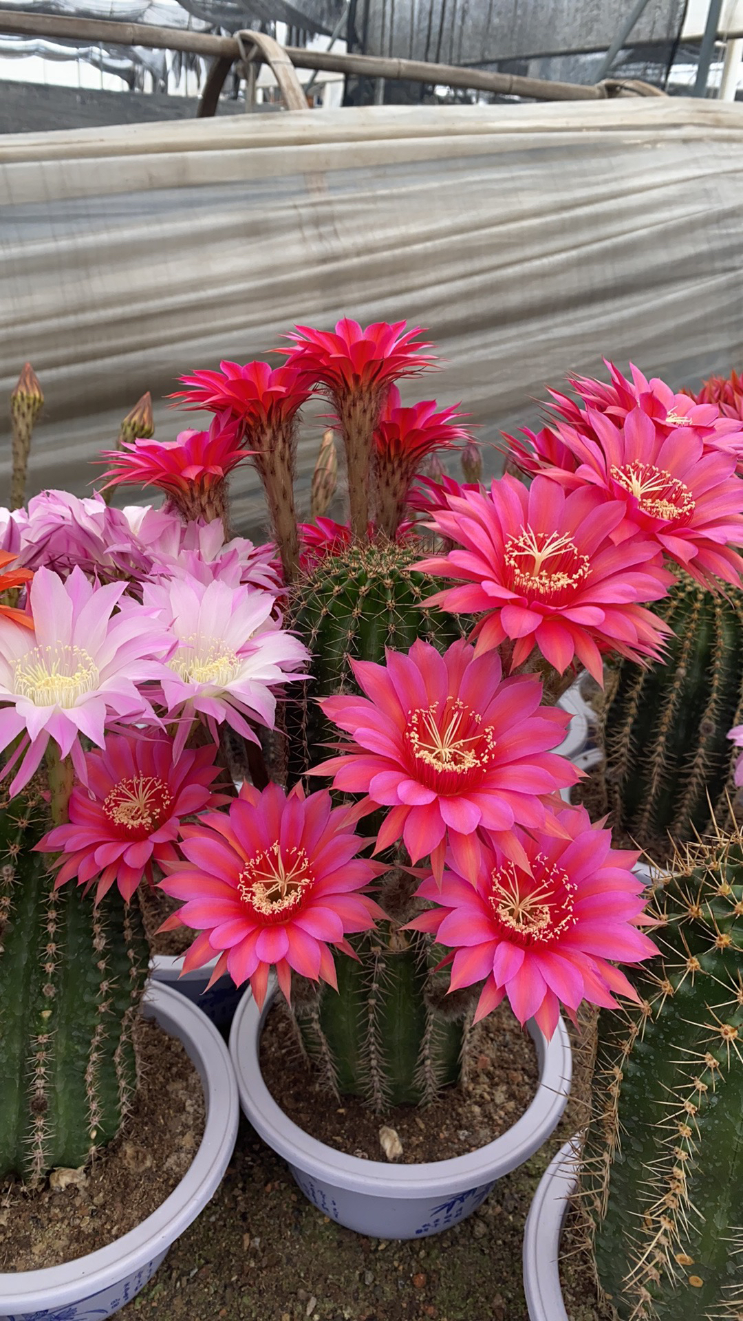 实生大彩草开大花美观室内阳台含盆带土栽好包邮