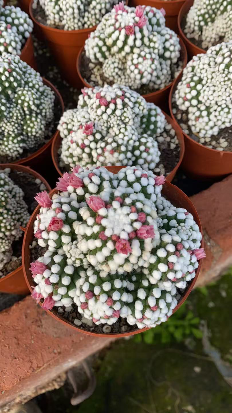 明日香姬多头仙人球办公室内阳台防辐射含盆带土栽好包邮