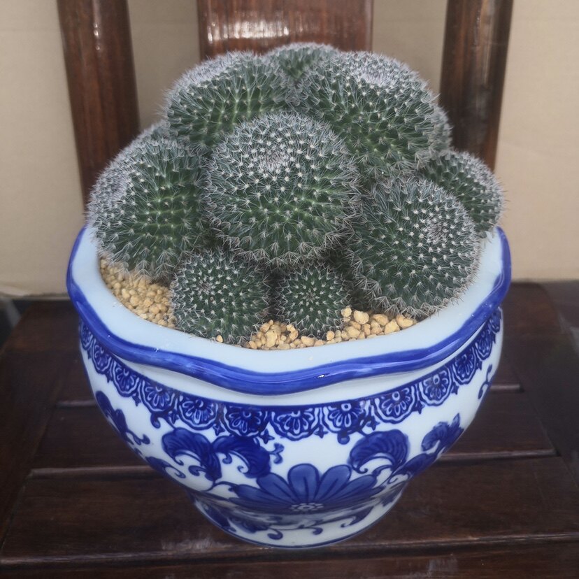 超大玉翁多头仙人球办公室内阳台植物防辐射含盆带土栽好包邮