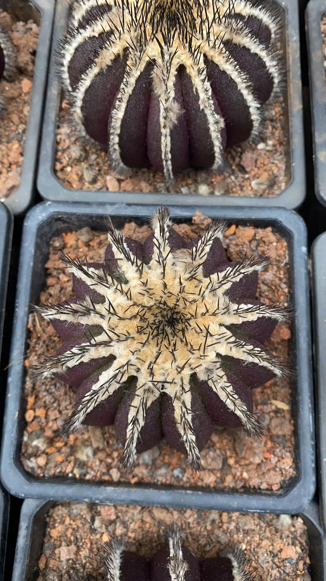 优伯球仙人球稀有品种精品开花好养植物包邮