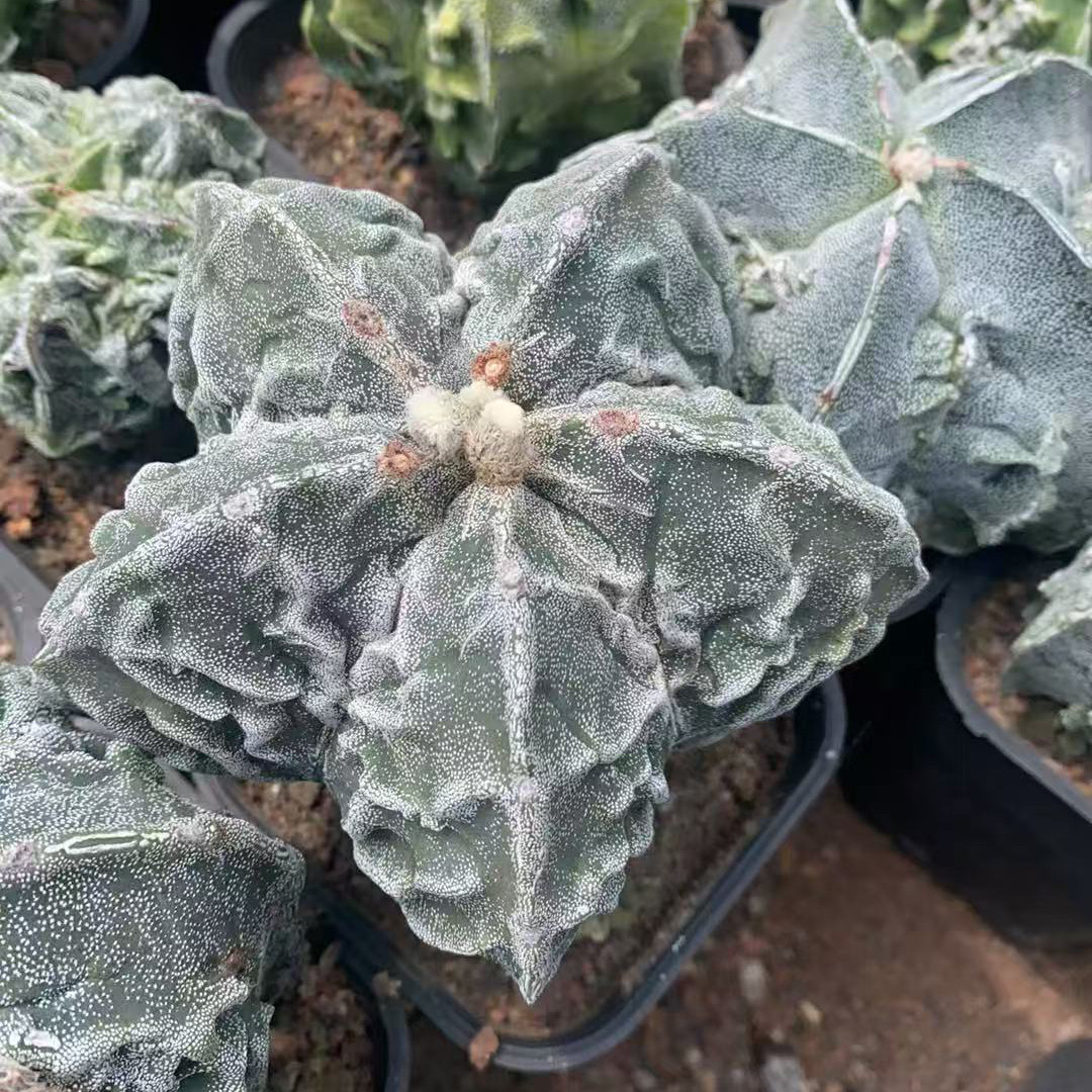 超大实生核桃鸾凤玉精品仙人球室内阳台含盆带土栽好包邮