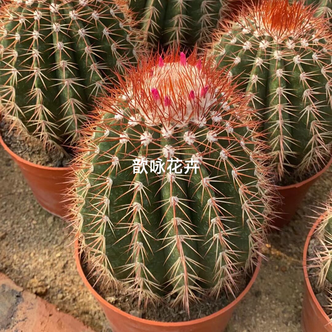 实生黄金云稀有品种办公室内阳台含盆带土栽好包邮