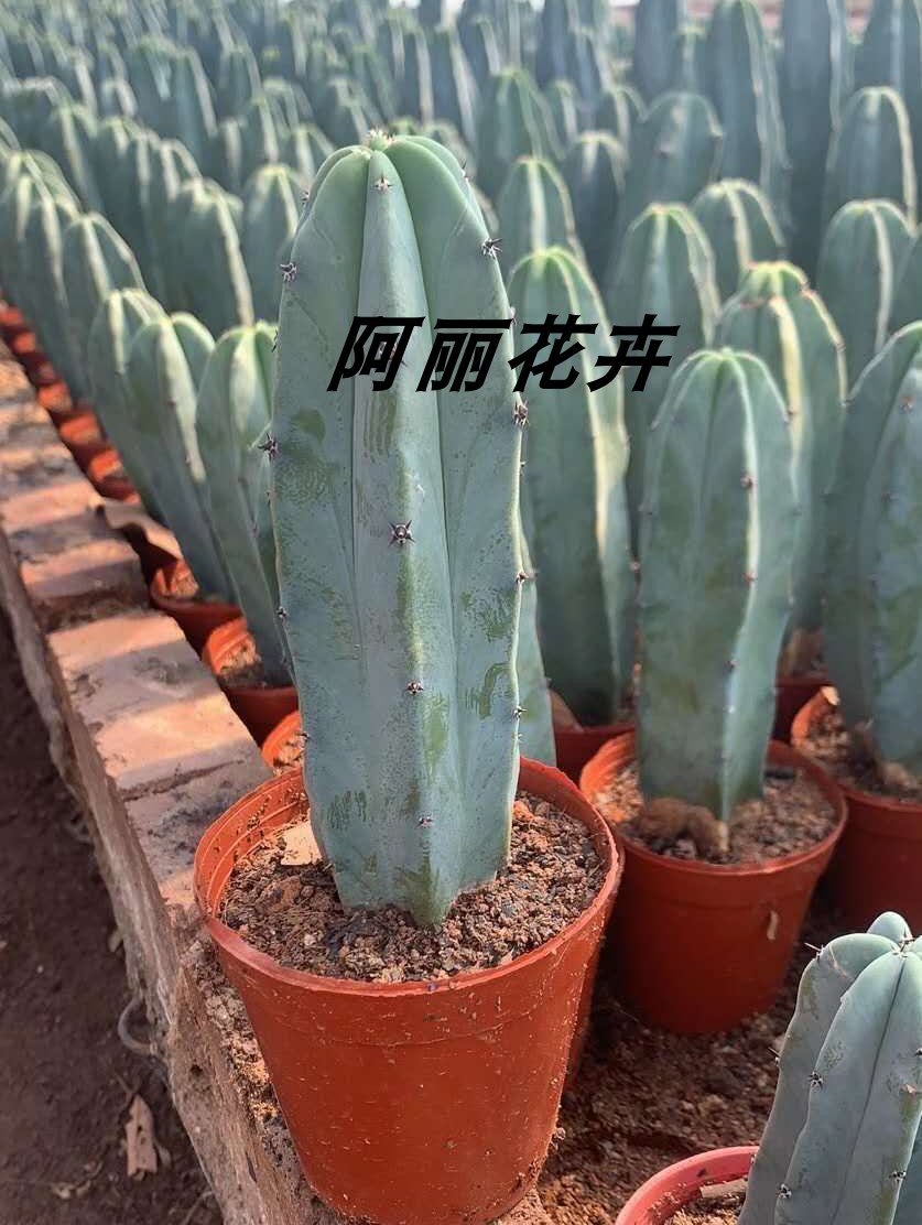 超大量天尺仙人柱神龙木铁柱带根易养活办公室防辐射包邮