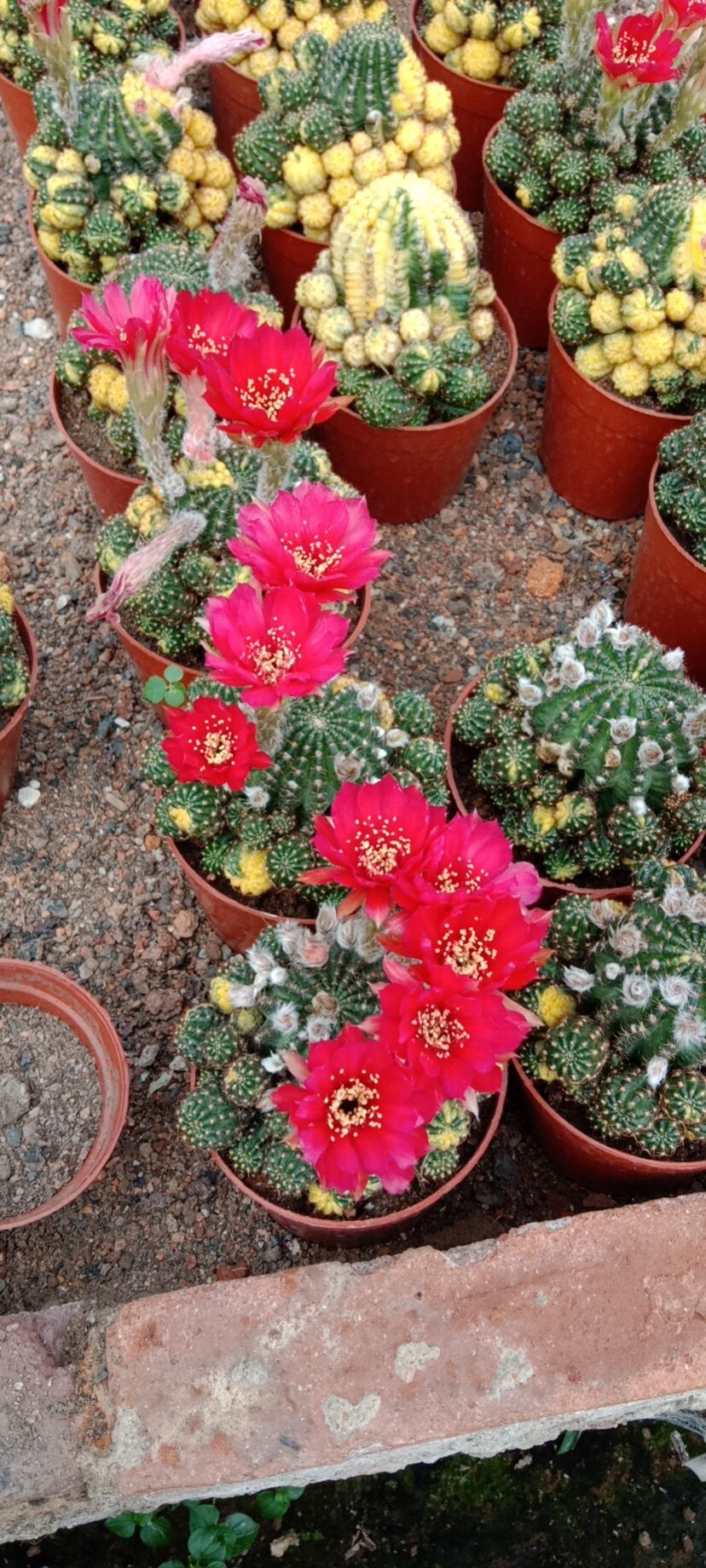 黄仙玉锦仙人球办公室内阳台防辐射绿植含盆带土栽好包邮