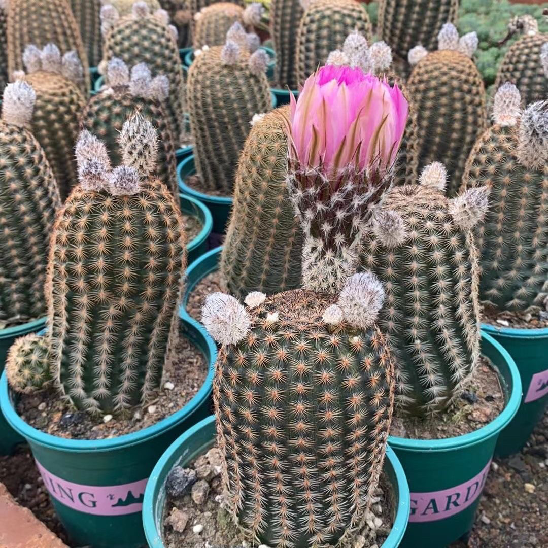 实生新品仙人球折魔峡仙人柱室内阳台含盆带土包邮