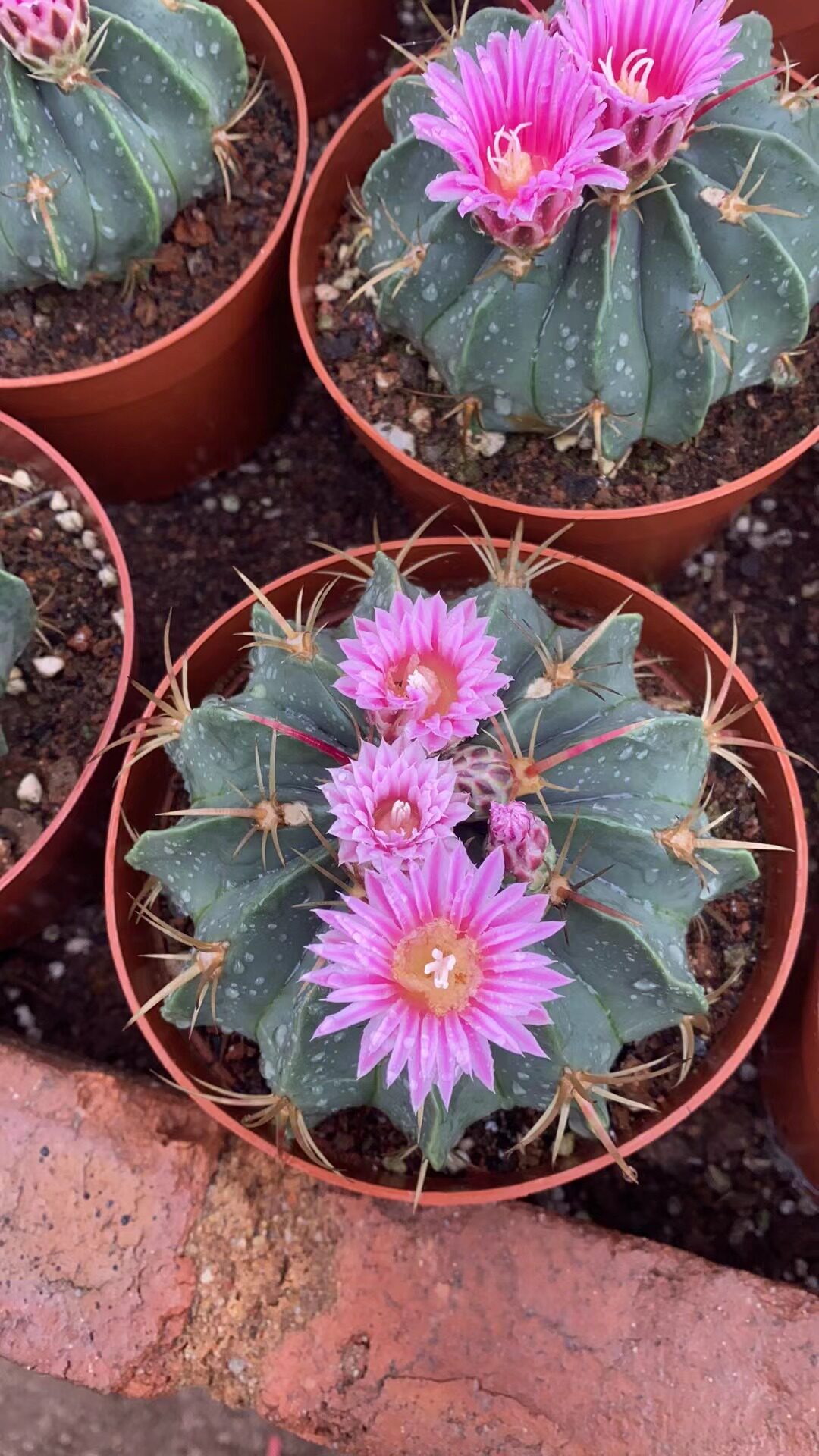 超大赤城仙人球室内阳台防辐射吸甲醛易养绿植含盆带土栽好包邮