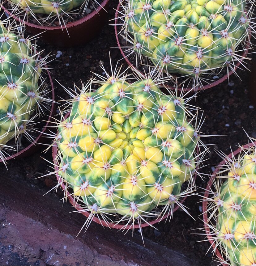 超大耕耘锦仙人球办公室阳台绿植含盆带土栽好包邮